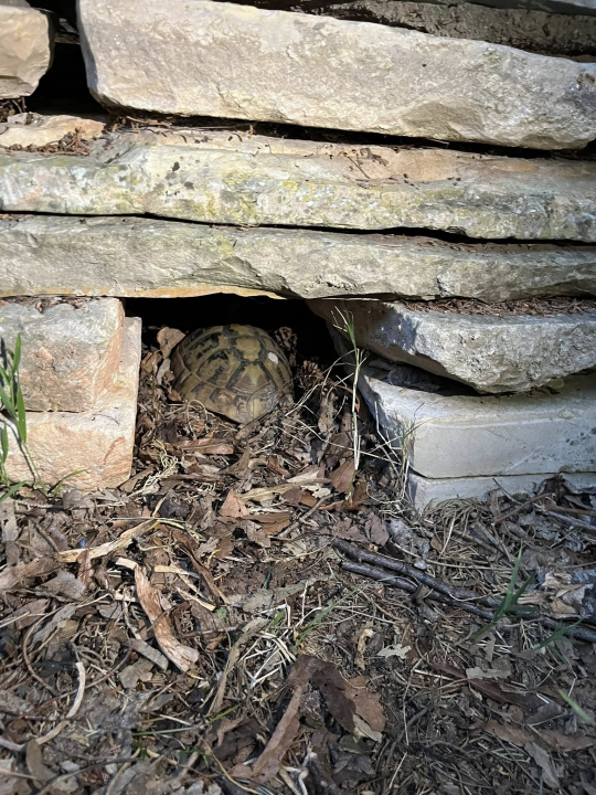 Predivni prizori s 'dragulja s Krke': Visovac je sklad života i mira