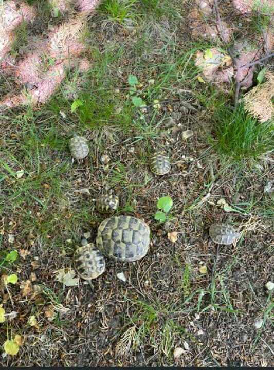 Predivni prizori s 'dragulja s Krke': Visovac je sklad života i mira