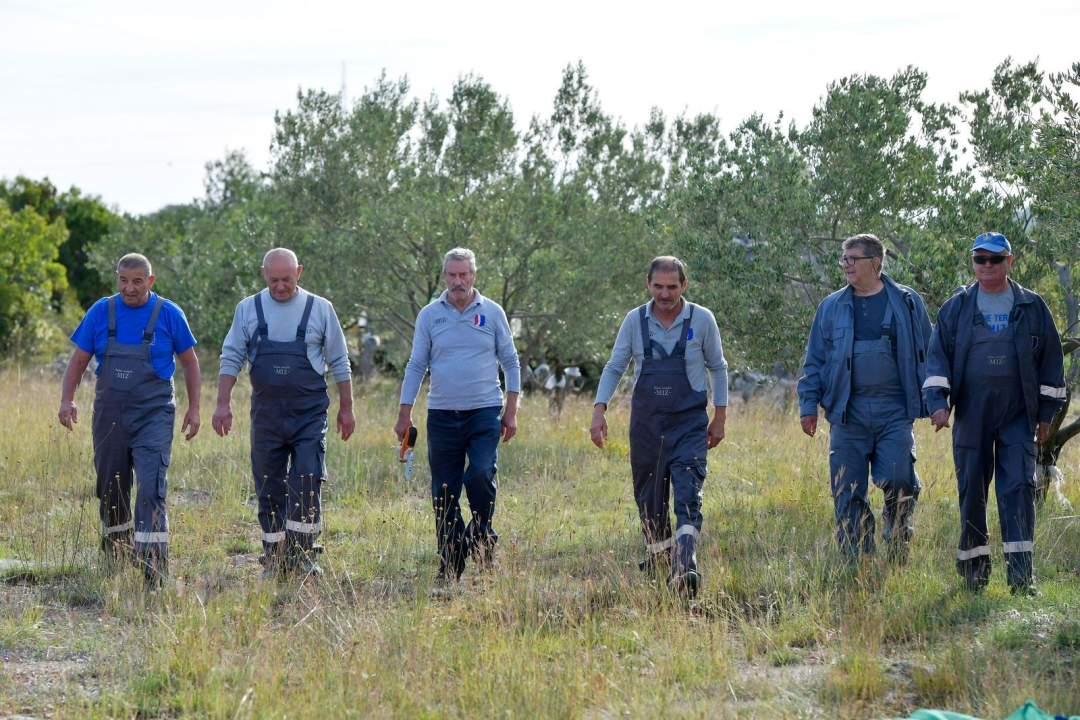  Maslinik koji je postao mjesto oporavka: Šibenski branitelji ponovno u berbi