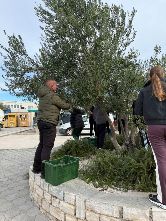 Pirovački školarci zasukali rukave i pridružili se berbi maslina na rivi