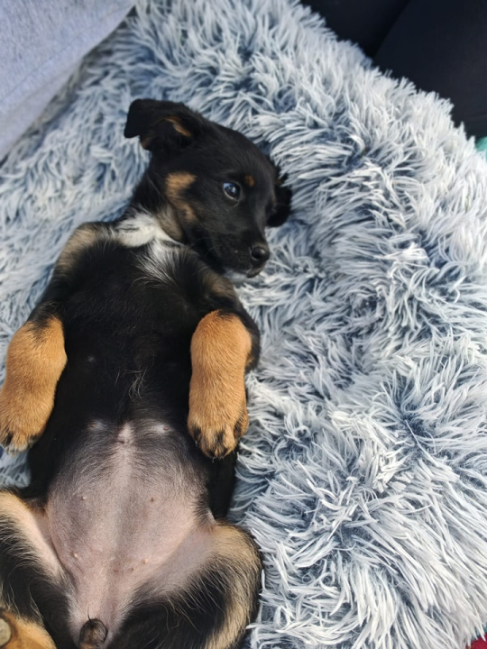 Josie, Rayder i Taylor: Zdravi i veseli štenci čekaju priliku da postanu dio nečije obitelji