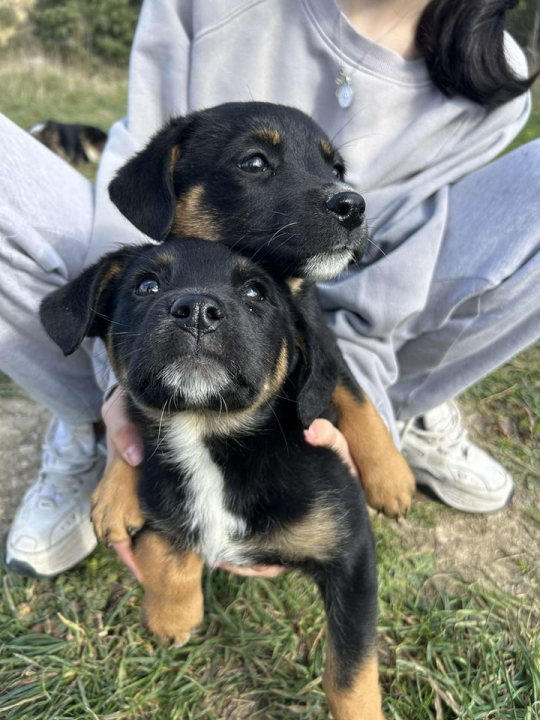 Josie, Rayder i Taylor: Zdravi i veseli štenci čekaju priliku da postanu dio nečije obitelji