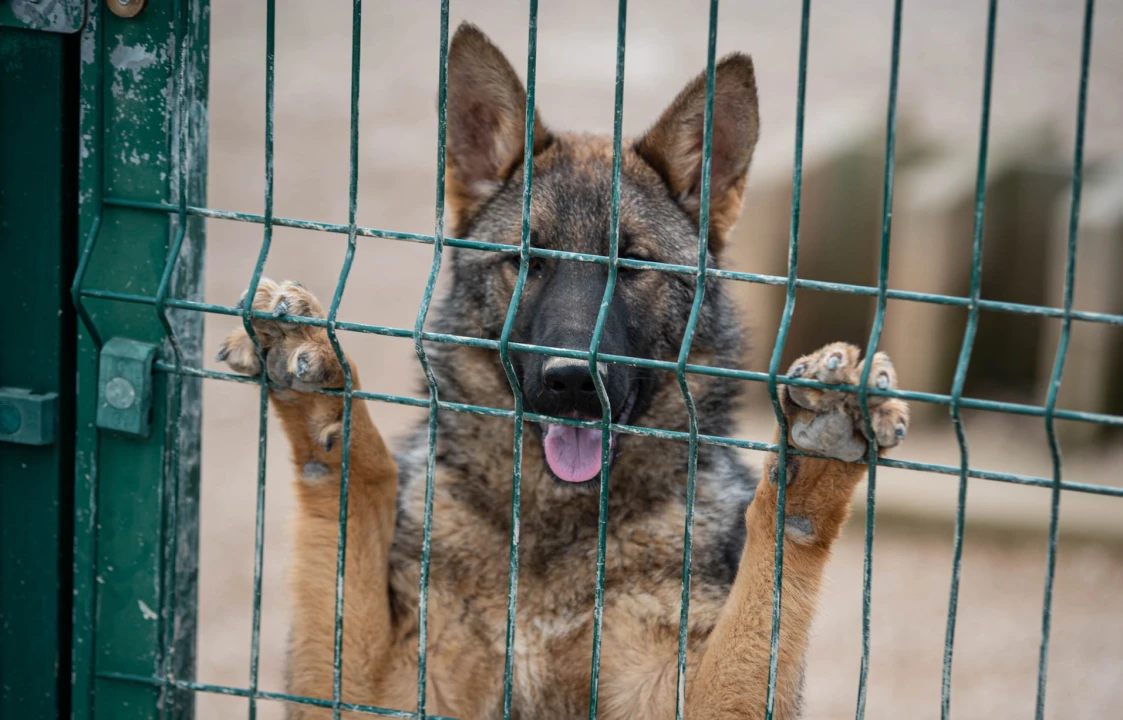 Reportaža iz As-Eka:  Malik, Mrva, Lisac, Stela... i oni bi s nekim ušli u Novu godinu!