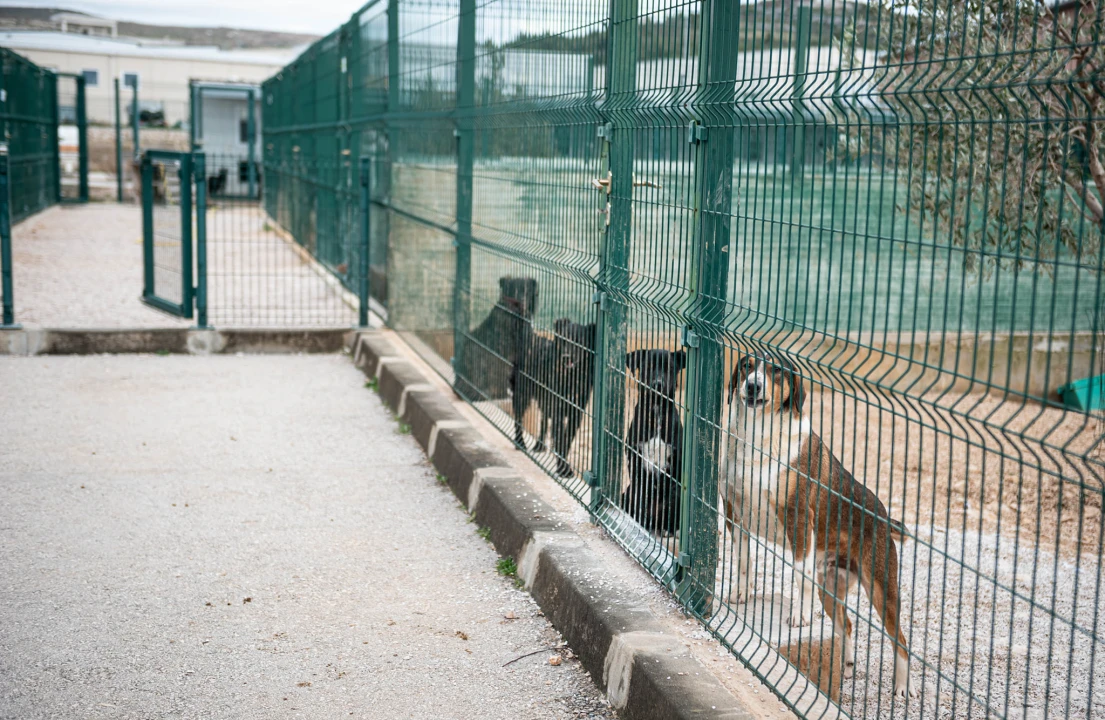 Reportaža iz As-Eka:  Malik, Mrva, Lisac, Stela... i oni bi s nekim ušli u Novu godinu!
