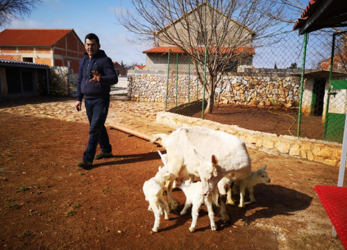 Bella ojarila četiri kozlića, to je prava rijetkost. Obišli smo imanje koje čuva kangalka Melanija