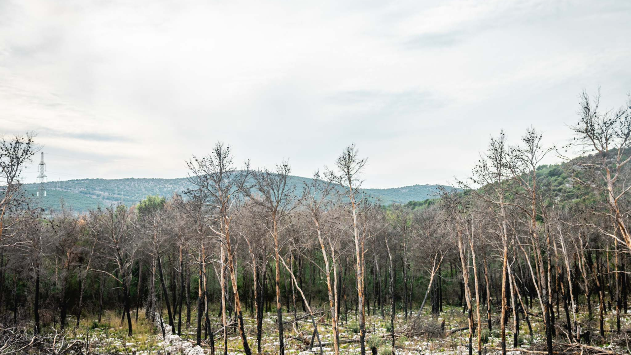 'Hrvatske šume manipuliraju građane i obmanjuju institucije EU, to je udruženi zločinački pothvat'