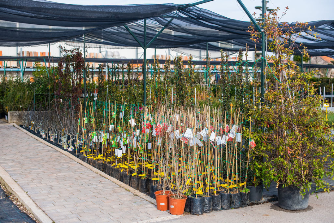 Izaberite nešto baš za sebe iz šarenila cvatnica u Vrtnom centru Dubrava!