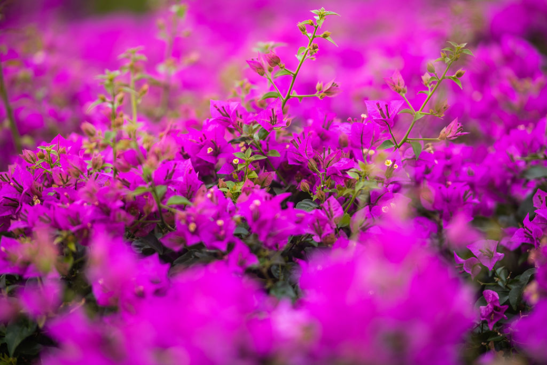 Izaberite nešto baš za sebe iz šarenila cvatnica u Vrtnom centru Dubrava!