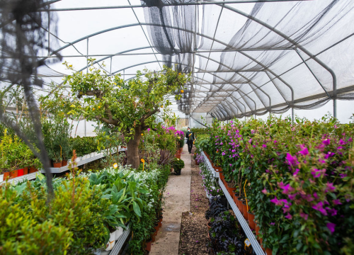 Agronominja iz VC Dubrava: Najveća šteta je na povrću i voćkama u cvatu, biljke sada treba revitalizirati