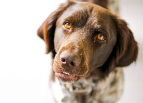 Njemačka policija prekinula ilegalnu trgovinu štenaca iz Hrvatske