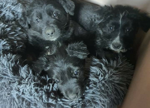 Fotografija 3 - Netko je u gradu odbacio ove tri njuškice stare tek dva mjeseca: Štenci traže siguran dom