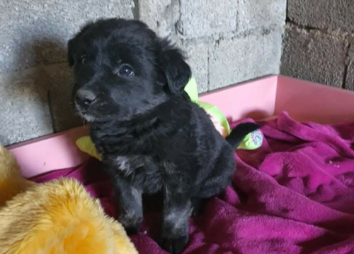 Fotografija 4 - Netko je u gradu odbacio ove tri njuškice stare tek dva mjeseca: Štenci traže siguran dom