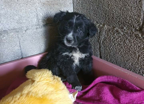 Fotografija 5 - Netko je u gradu odbacio ove tri njuškice stare tek dva mjeseca: Štenci traže siguran dom