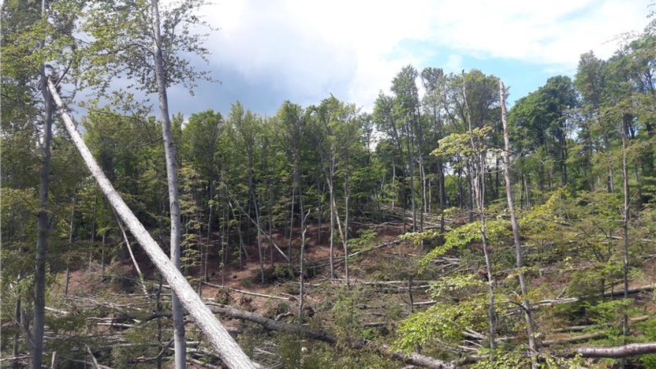 Zaposlenik Hrvatskih šuma (37) poginuo kad je na njega palo stablo