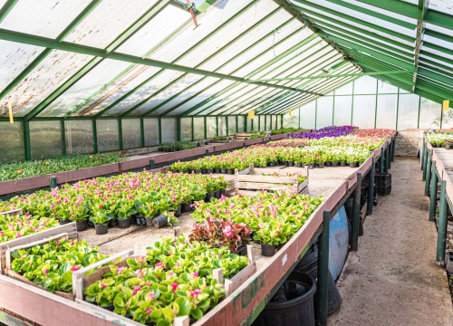 Fotografija 2 - Zeleni grad pripremio dvije tisuće sadnica koje će podijeliti građanima: pelargonije, petunije, vodenike, gazanije…