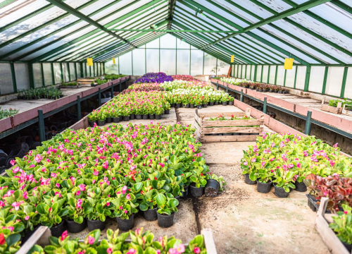 Fotografija 6 - Zeleni grad pripremio dvije tisuće sadnica koje će podijeliti građanima: pelargonije, petunije, vodenike, gazanije…