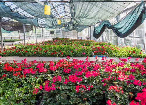 Fotografija 7 - Zeleni grad pripremio dvije tisuće sadnica koje će podijeliti građanima: pelargonije, petunije, vodenike, gazanije…