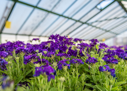 Fotografija 8 - Zeleni grad pripremio dvije tisuće sadnica koje će podijeliti građanima: pelargonije, petunije, vodenike, gazanije…