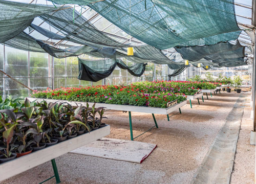 Fotografija 9 - Zeleni grad pripremio dvije tisuće sadnica koje će podijeliti građanima: pelargonije, petunije, vodenike, gazanije…