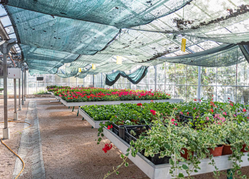 Fotografija 10 - Zeleni grad pripremio dvije tisuće sadnica koje će podijeliti građanima: pelargonije, petunije, vodenike, gazanije…