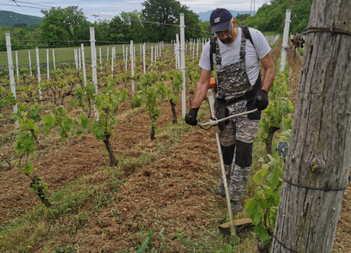 Fotografija 10 - Tko je zapravo Marko Jelić? Obiteljski čovjek, znanstvenik, vinogradar i zaljubljenik u svoj kraj…