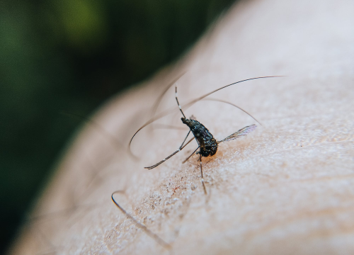 Zatvorite prozore: Uskoro zaprašivanje komaraca u Pirovcu, Kašiću i Putičanjima