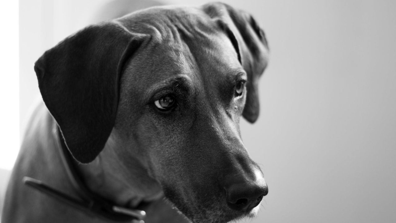 Suđenje tipu osumnjičenom da je šest godina silovao svoje pse: Radi u Bruxellesu i sve ignorira