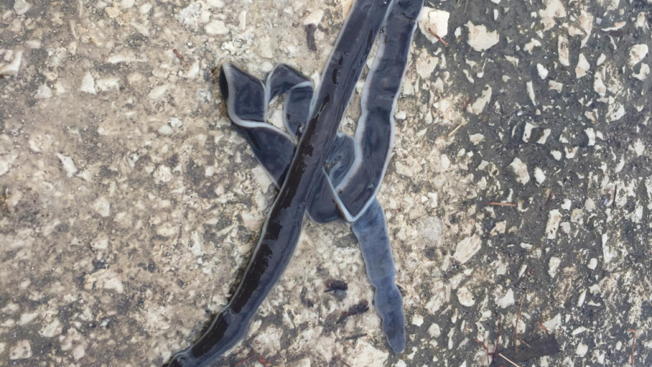 U Grebaštici pronađeno neobično morsko stvorenje: 'Nitko se ne sjeća da je vidio nešto slično'