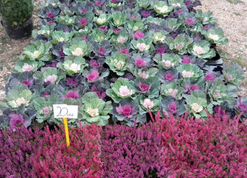 Fotografija 8 - Jučerašnji benkovački sajam bio je zadnji na tom mjestu: Sajam se seli, kreću radovi na novom sajmištu