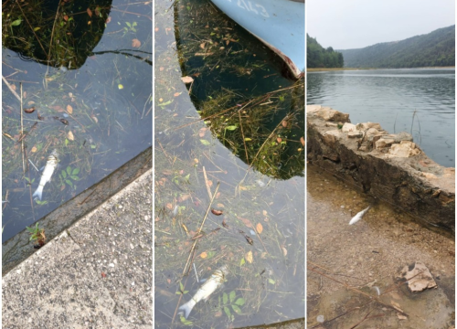Udruga Titius Lozovac upozorava na povećan pomor ribe u Krki: 'Sve se preklapa s izvođenjem radova na plaži u Skradinu'