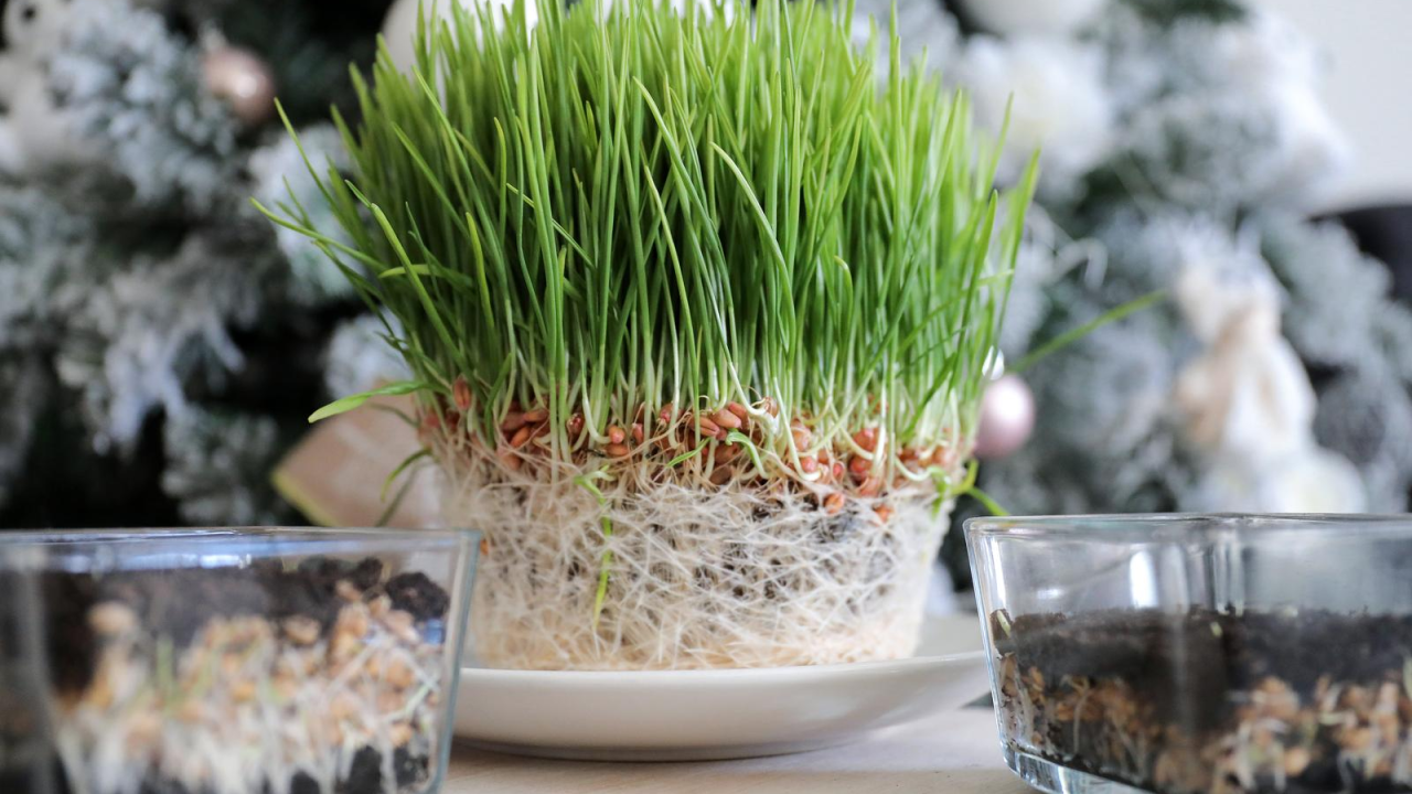 Danas je sveta Lucija: Znate li zašto se baš danas sije pšenica uoči Božića?