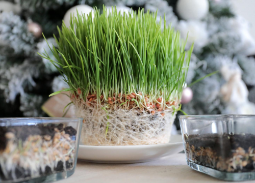 Danas je sveta Lucija: Znate li zašto se baš danas sije pšenica uoči Božića?