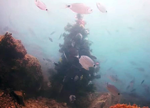 Podvodna kamera: Mobitel nestao, ali pojavila se jelka. Ribe je naprosto obožavaju!