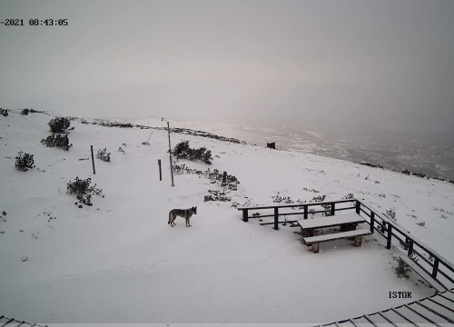 Vuk se prošetao do planinarskog doma na snježnoj Dinari: Samotnjak ili vođa čopora?