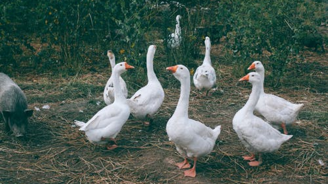 Vrlo rijetko, ali se događa: U Engleskoj jedna osoba zaražena ptičjom gripom