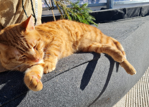 Fotografija 4 - Debeljuškasti mačak ne zna da klizalište na kojem se udomaćio odlazi za par dana: Hrani li ga netko zimi ili mu je potreban novi dom?