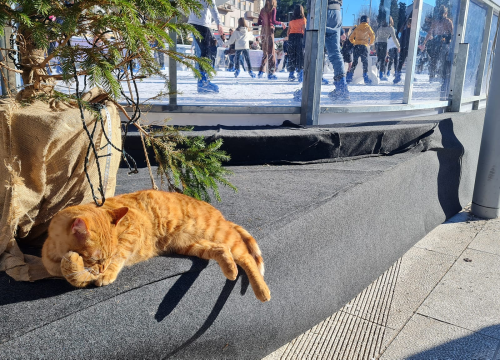 Fotografija 5 - Debeljuškasti mačak ne zna da klizalište na kojem se udomaćio odlazi za par dana: Hrani li ga netko zimi ili mu je potreban novi dom?