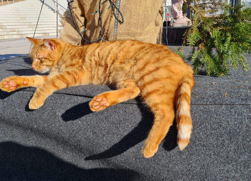 Fotografija 7 - Debeljuškasti mačak ne zna da klizalište na kojem se udomaćio odlazi za par dana: Hrani li ga netko zimi ili mu je potreban novi dom?