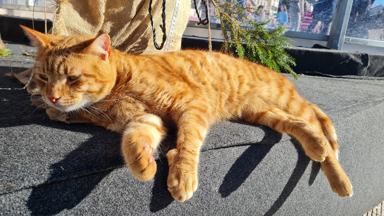 Debeljuškasti mačak ne zna da klizalište na kojem se udomaćio odlazi za par dana: Hrani li ga netko zimi ili mu je potreban novi dom?