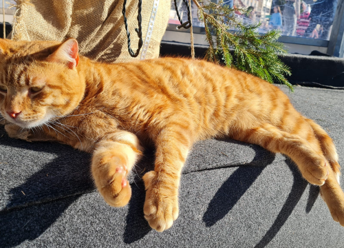 Fotografija 8 - Debeljuškasti mačak ne zna da klizalište na kojem se udomaćio odlazi za par dana: Hrani li ga netko zimi ili mu je potreban novi dom?