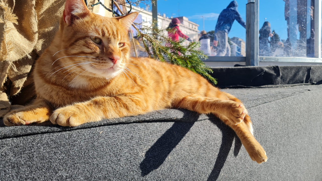 Debeljuškasti mačak ne zna da klizalište na kojem se udomaćio odlazi za par dana: Hrani li ga netko zimi ili mu je potreban novi dom?