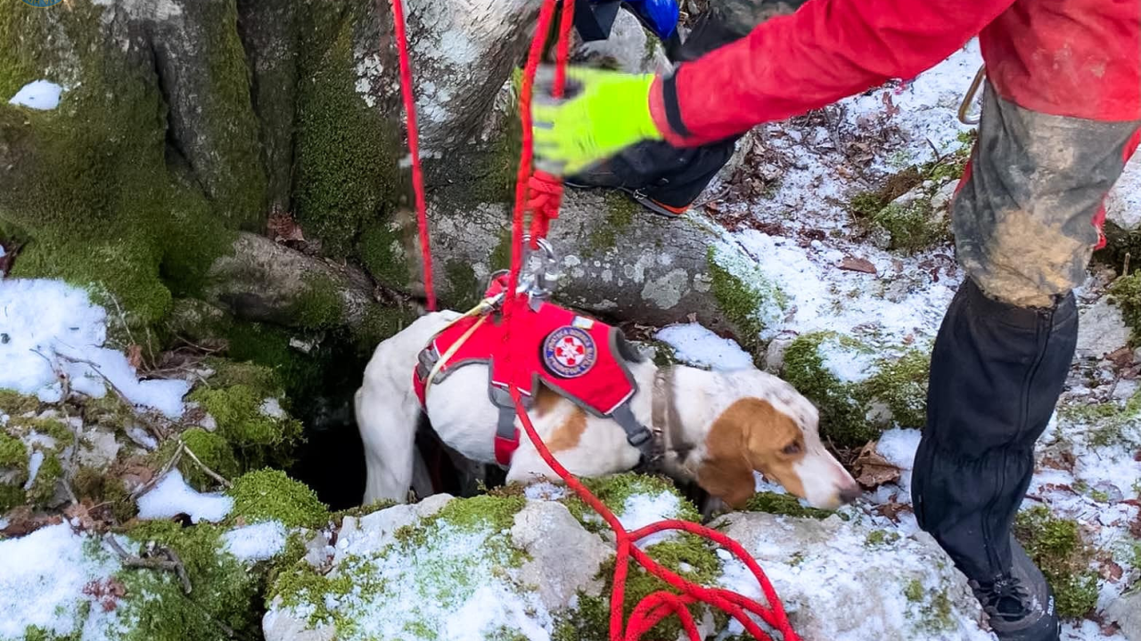 Sretan kraj! Hrvatski GSS-ovci spasili promrzlog i izgladnjelog psića iz jame duboke osam metara