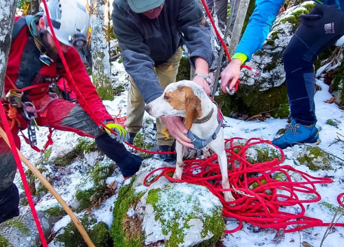 Fotografija 3 - Sretan kraj! Hrvatski GSS-ovci spasili promrzlog i izgladnjelog psića iz jame duboke osam metara