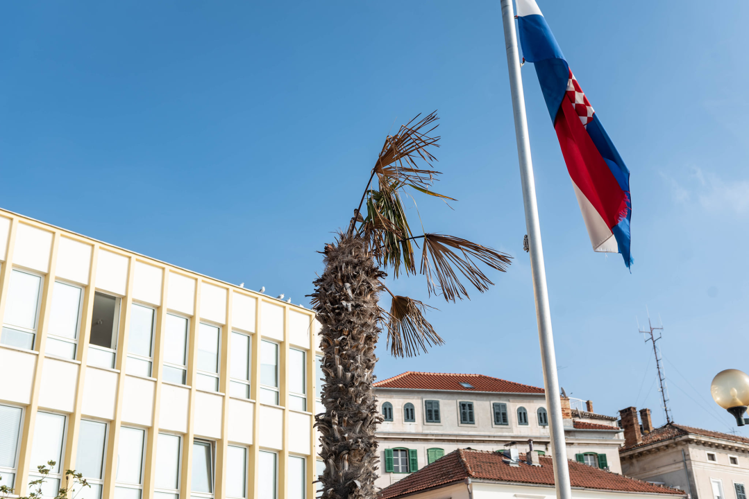 Zeznuti azijski kukac presudio palmama na šibenskoj rivi: Nakon što se postavi nova rasvjeta, stiže dvadesetak novih stabala