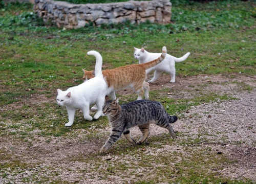 Fotografija 7 - U selu kod Šibenika preminuo vlasnik umiljatog psa i devet maca: Životinje ostale bez ikoga, traže se novi domovi