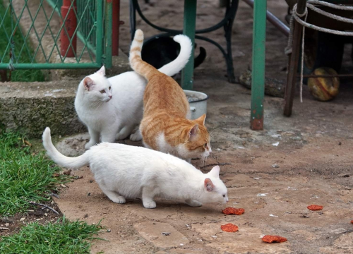 Fotografija 10 - U selu kod Šibenika preminuo vlasnik umiljatog psa i devet maca: Životinje ostale bez ikoga, traže se novi domovi
