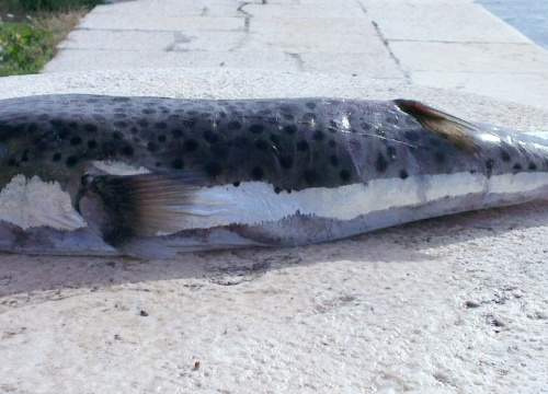 Otrovna riba napuhača ulovljena kod Pašmana: 'Konzumacija može izazvati teške tegobe, ponekad i smrt'