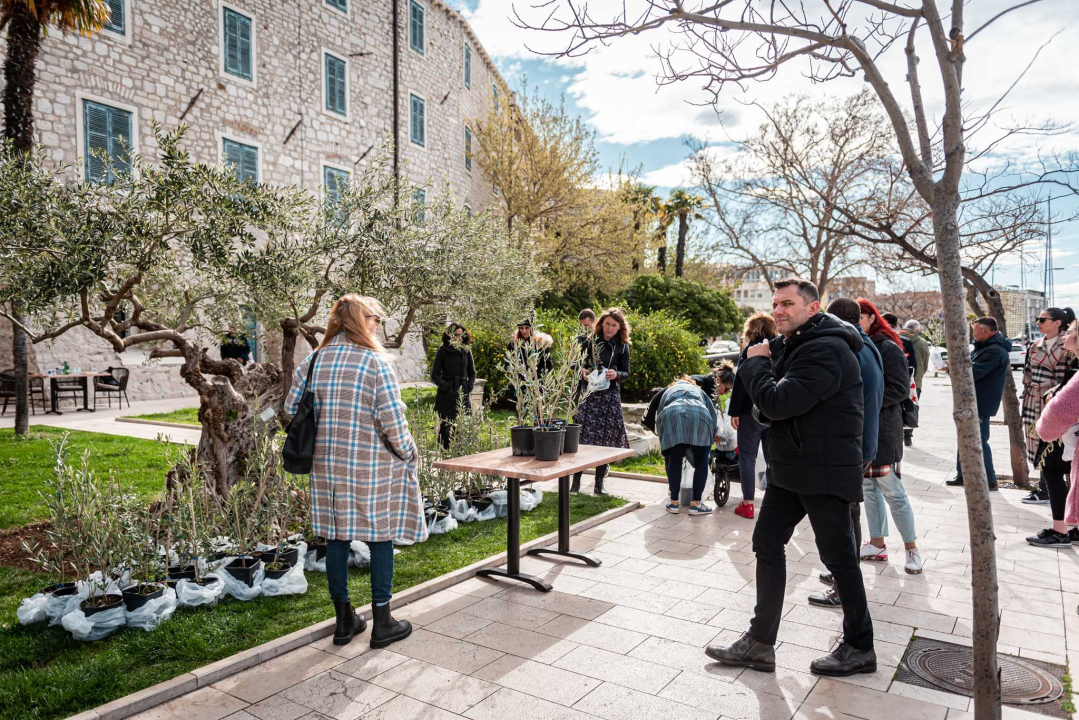Podjelom sadnica masline i čitanjem poezije na šibenskoj rivi obilježen 100. rođendan Vesne Parun
