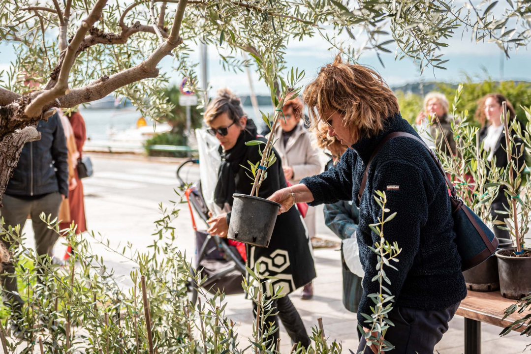Podjelom sadnica masline i čitanjem poezije na šibenskoj rivi obilježen 100. rođendan Vesne Parun