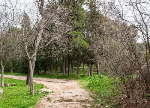 Flora Dalmatica u srijedu vas vodi u šetnju urbanom šumom Šubićevac